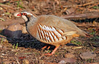 Red-legged Partridge ( Alectoris rufa) 1