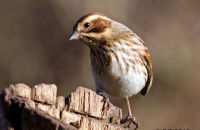 Reed Bunting (Emberiza schoeniclus) 1