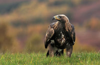 (i) Golden Eagle (Aquila chrysaetos)