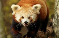 (i) Red Panda (Ailurus fulgens)