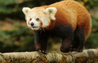 (ii) Red Panda (Ailurus fulgens)