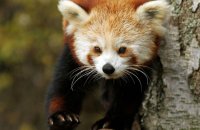 (iii) Red Panda (Ailurus fulgens)