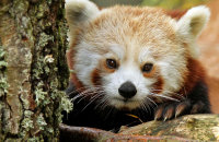 (iv) Red Panda (Ailurus fulgens)