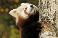 (v) Red Panda (Ailurus fulgens)