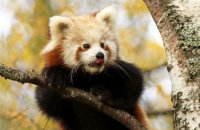 (vi) Red Panda (Ailurus fulgens)