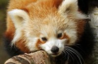 (vii) Red Panda (Ailurus fulgens)