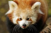 (viii) Red Panda (Ailurus fulgens)