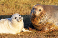 Grey Seal mothers and pups (Halichoerus grypus) 3
