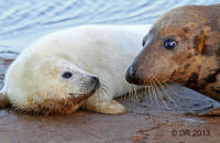 Grey Seal mothers and pups (Halichoerus grypus) 4
