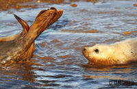 Grey Seal mothers and pups (Halichoerus grypus) 5