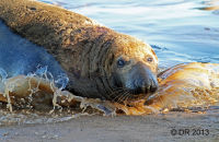 Grey Seal bulls (Halichoerus grypus) 2