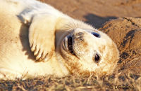 Grey Seal pups (Halichoerus grypus) 4