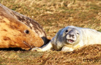 Grey Seal mothers and pups (Halichoerus grypus) 6