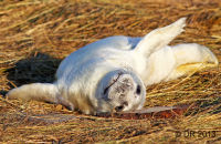 Grey Seal pups (Halichoerus grypus) 4