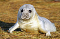 Grey Seal pups (Halichoerus grypus) 5