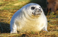 Grey Seal pups (Halichoerus grypus) 6