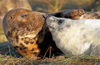 Grey Seal mothers and pups (Halichoerus grypus) 7
