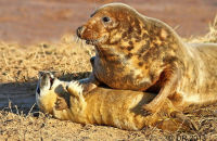 Grey Seal mothers and pups (Halichoerus grypus) 1