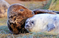 Grey Seal mothers and pups (Halichoerus grypus) 8