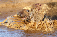 Grey Seal bulls (Halichoerus grypus) 1