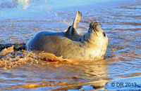 Grey Seal pups playing (Halichoerus grypus) 1