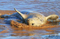 Grey Seal pups playing (Halichoerus grypus) 2