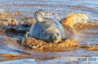 Grey Seal pups playing (Halichoerus grypus) 3