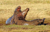 Grey Seal bulls fighting (Halichoerus grypus) 1