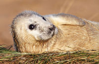 Grey Seal pups (Halichoerus grypus) 1