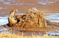 Grey Seal Bull seal pursuing a female (Halichoerus grypus)