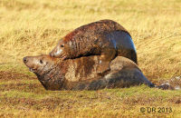 Grey Seal bulls fighting (Halichoerus grypus) 2