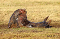 Grey Seal bulls fighting (Halichoerus grypus) 3