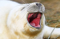Grey Seal pups (Halichoerus grypus) 2