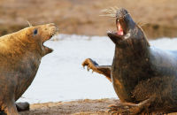 Grey Seal females fighting (Halichoerus grypus)