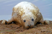 Grey Seal pups (Halichoerus grypus) 3
