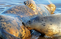 Grey Seal mothers and pups (Halichoerus grypus) 2