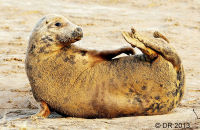 Grey Seal female enjoying a scratch (Halichoerus grypus) 1