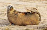 Grey Seal female enjoying a scratch (Halichoerus grypus) 2 That's better!