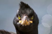 Shag face-to-face (Phalacrocorax aristotelis)