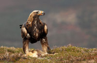 (ii) Golden Eagle (Aquila chrysaetos) - Following sequence with a rabbit