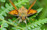 Large Skipper (Ochlodes sylvanus) 3