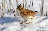 Skylark (Alauda arvensis) 1. Searching for food in the snow
