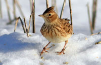 Skylark (Alauda arvensis) 2. Searching for food in the snow