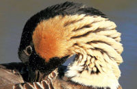 Ne ne (Branta sandvicensis)