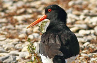 Oystercatcher (Haematopus ostralegus) 1