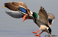 Wildfowl and Waterbirds