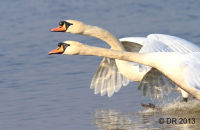 Mute Swans coming in to land  (Cygnus olor)
