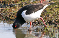 Oystercatcher (Haematopus ostralegus) 3. Probing for food
