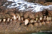 'Smile' -  Cuban Crocodile (Crocodylus rhombifer)