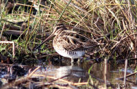 Snipe (Gallinago gallinago) 1